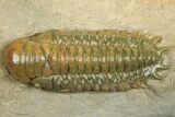 Prone Crotalocephalina Trilobite - Atchana, Morocco #372401-2